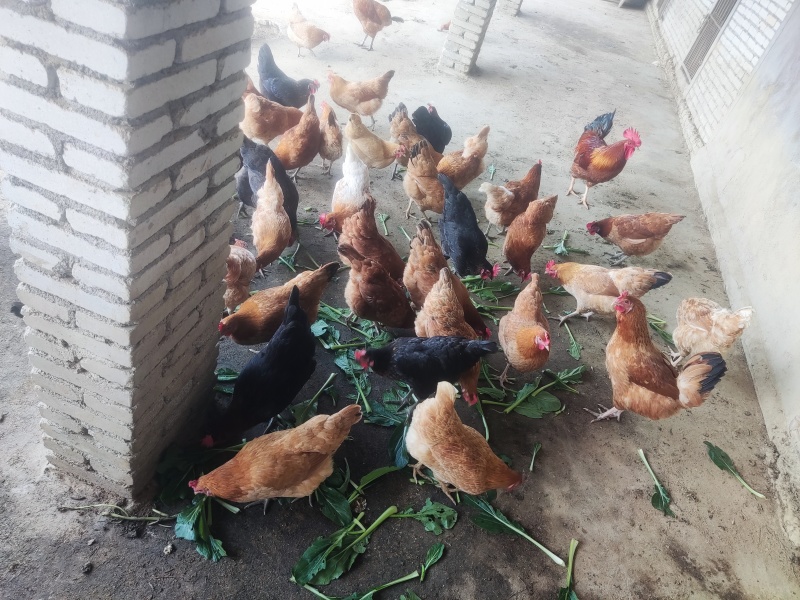 出售正宗土鸡蛋