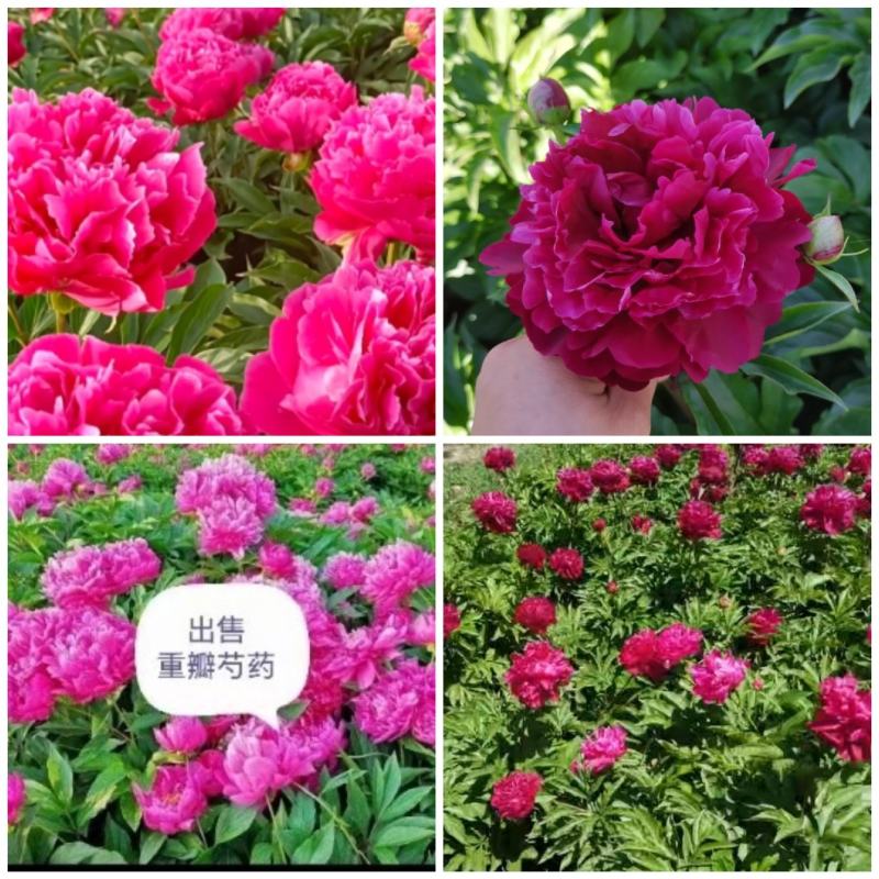 春季供应，千重掰芍药观赏芍药主营抗寒花卉