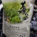 霉茶