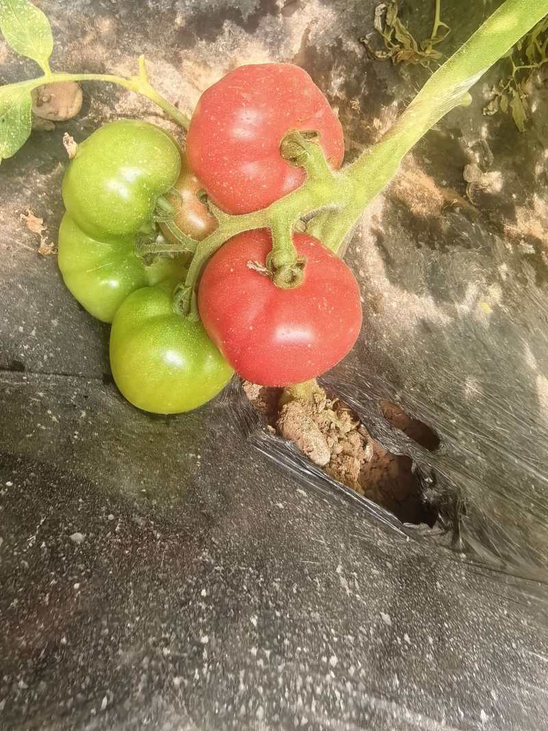 硬粉西红柿山东西红柿产地一手货源，规格齐全，价格来电可谈