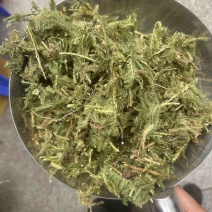 伸筋草