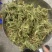 伸筋草