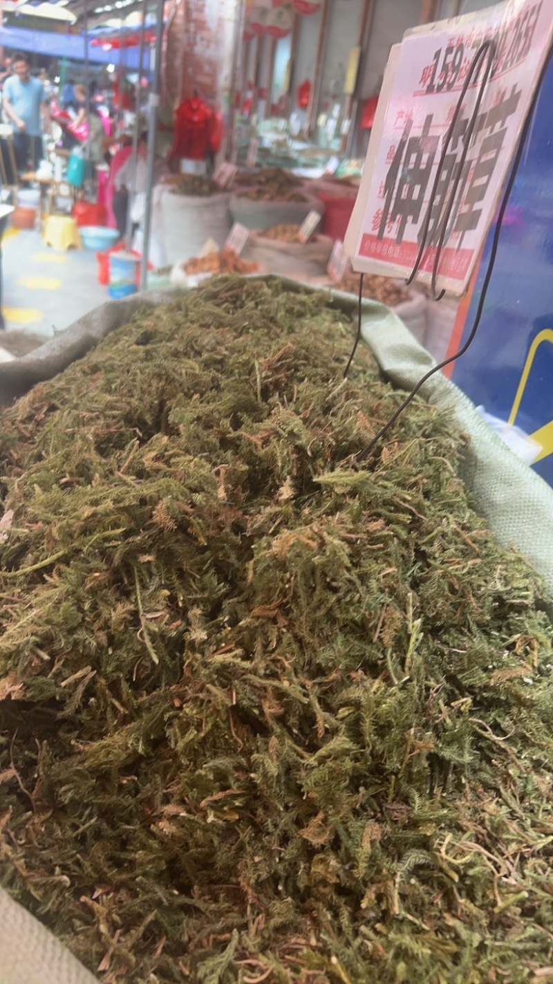 伸筋草