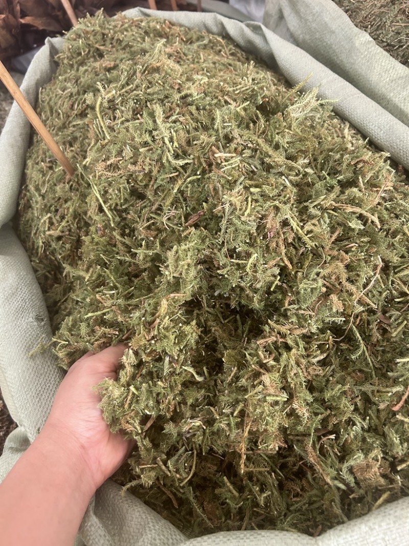 伸筋草