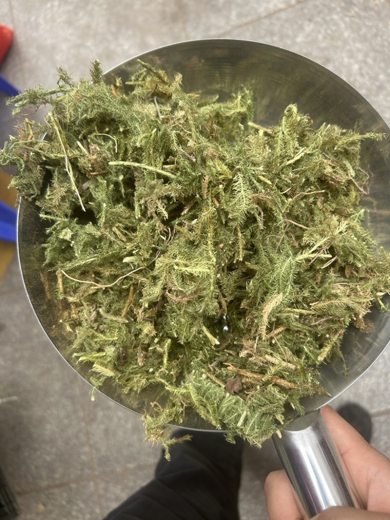 伸筋草