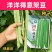 金玉龙架豆四季豆种子绿芸豆绿龙架豆绿扁豆眉豆农家庭院