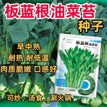 板蓝根青菜种子油菜苔种子中早熟春秋四季种植阳台蔬菜种子