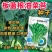 板蓝根青菜种子油菜苔种子中早熟春秋四季种植阳台蔬菜种子