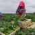 板蓝根青菜种子油菜苔种子中早熟春秋四季种植阳台蔬菜种子