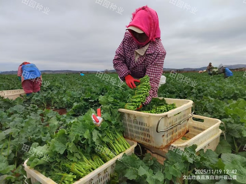 板蓝根青菜种子油菜苔种子中早熟春秋四季种植阳台蔬菜种子