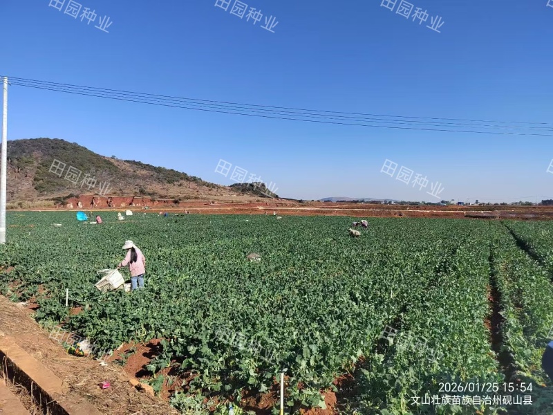 板蓝根青菜种子油菜苔种子中早熟春秋四季种植阳台蔬菜种子