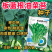 板蓝根青菜种子油菜苔种子中早熟春秋四季种植阳台蔬菜种子