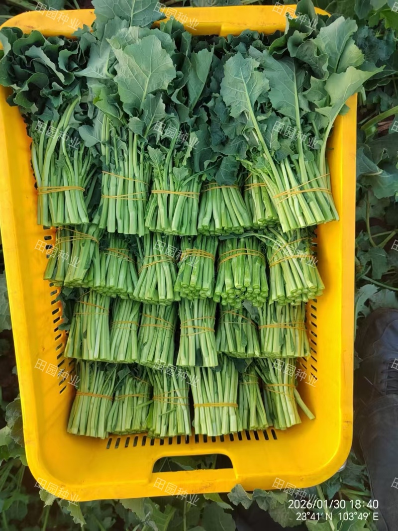 板蓝根青菜种子油菜苔种子中早熟春秋四季种植阳台蔬菜种子