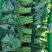 板蓝根青菜种子油菜苔种子中早熟春秋四季种植阳台蔬菜种子