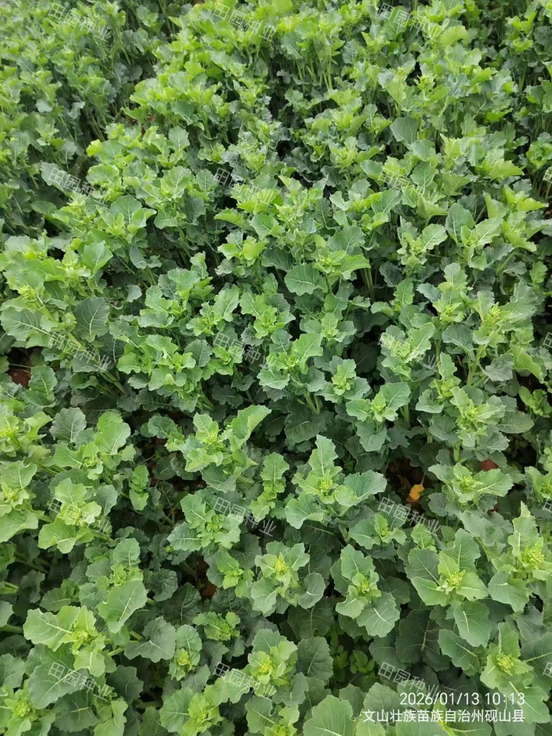 板蓝根青菜种子油菜苔种子中早熟春秋四季种植阳台蔬菜种子