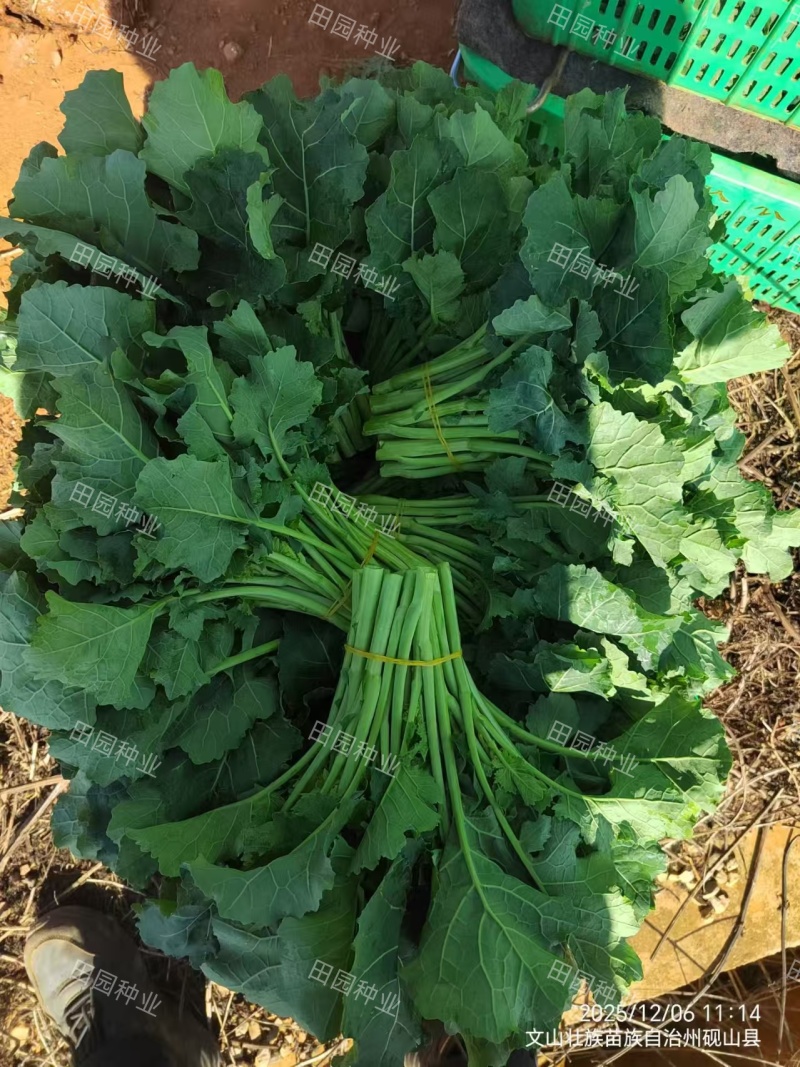 板蓝根青菜种子油菜苔种子中早熟春秋四季种植阳台蔬菜种子