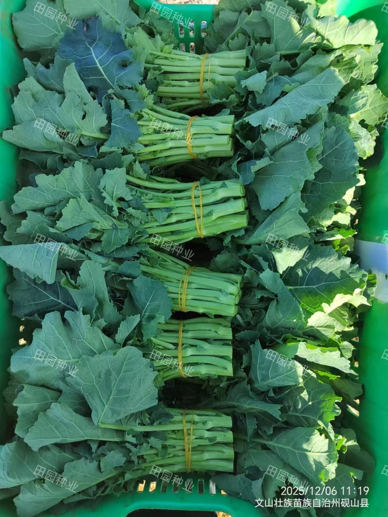 板蓝根青菜种子油菜苔种子中早熟春秋四季种植阳台蔬菜种子