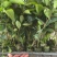 软枝油茶直生苗白花（高产、易种植，好管理）