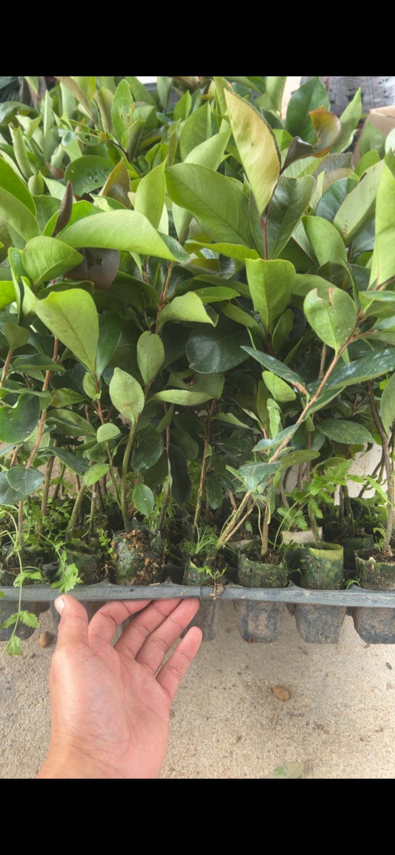 软枝油茶直生苗白花（高产、易种植，好管理）