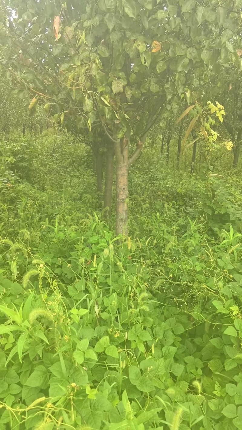 彩叶豆梨9公分