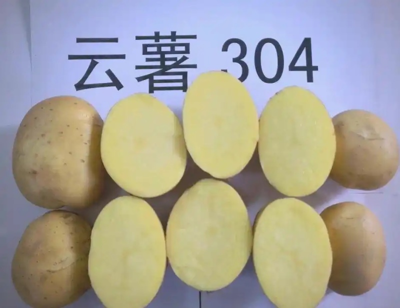 云薯304/云南高原土豆/黄心黄皮【炸薯片炸薯条专用】