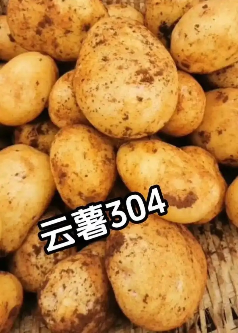 云薯304/云南高原土豆/黄心黄皮【炸薯片炸薯条专用】