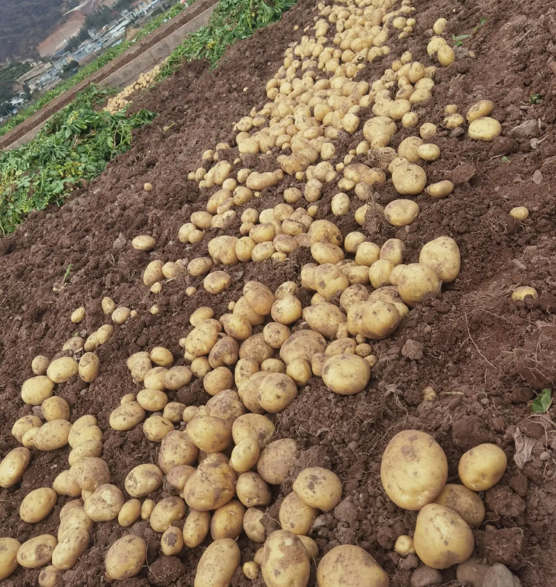 云薯304/云南高原土豆/黄心黄皮【炸薯片炸薯条专用】