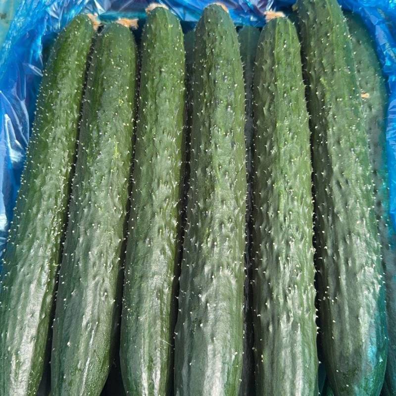 商丘夏邑密刺黄瓜大量上市，质量保证价格合理童叟无欺