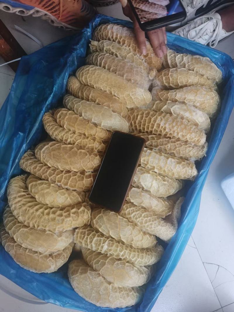 金钱肚货源充足量大从优品质保证价格实惠