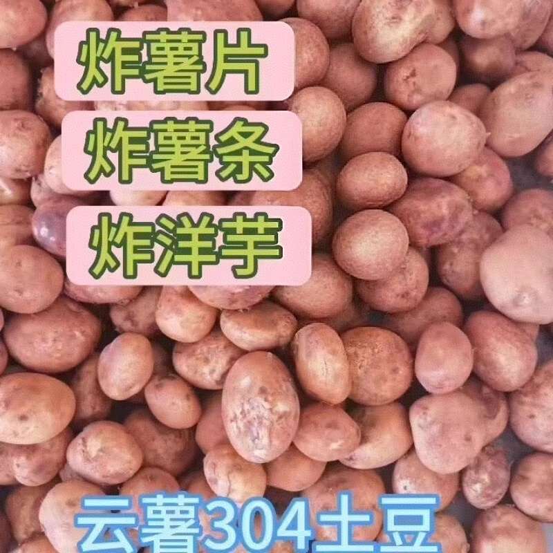 云南高原土豆【云薯304】黄心黄皮/规格齐全/全国发货