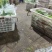 三青莴笋
