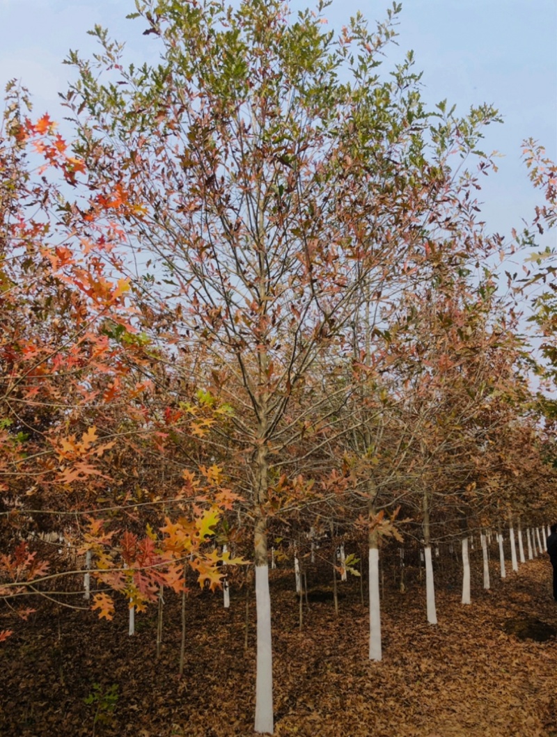 苗圃大量出售12公分娜塔栎
