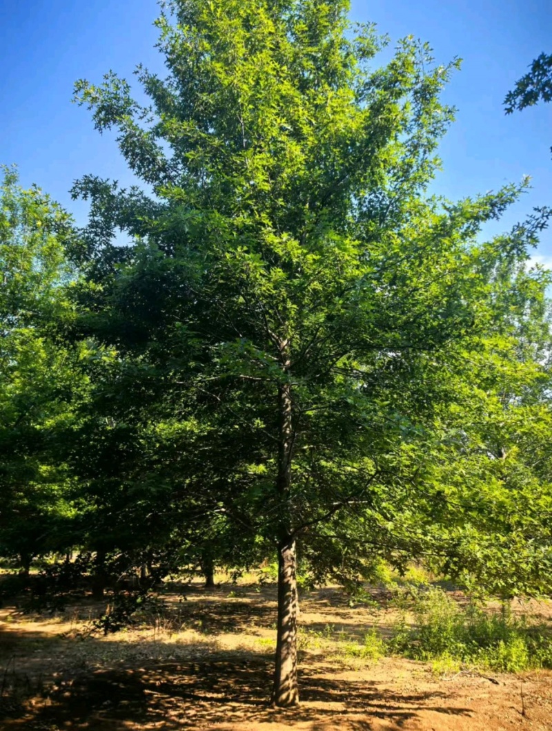 苗圃大量出售12公分娜塔栎