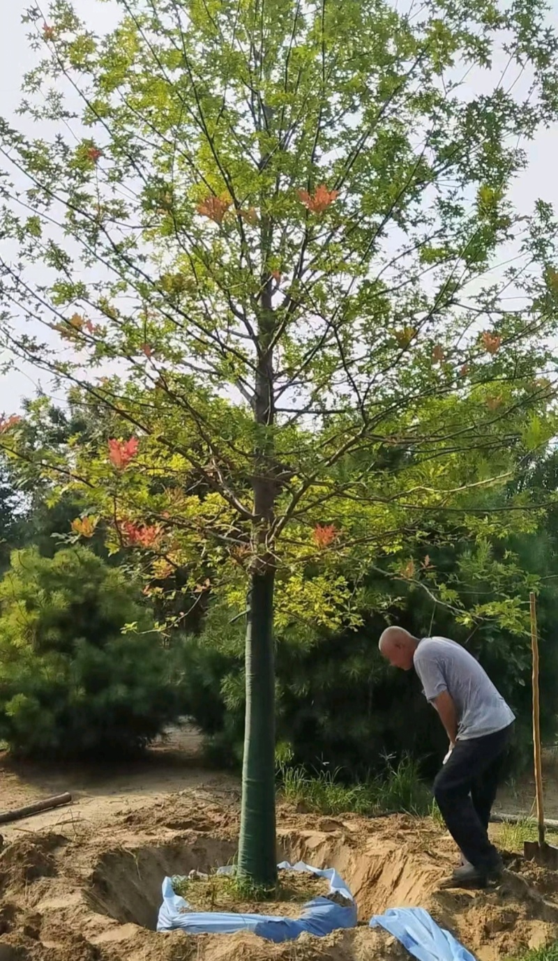苗圃大量出售12公分娜塔栎