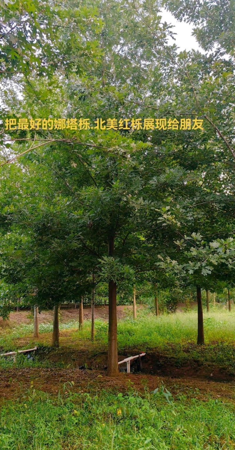 苗圃大量出售12公分娜塔栎