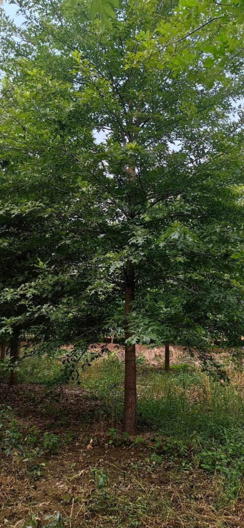 苗圃大量出售12公分娜塔栎