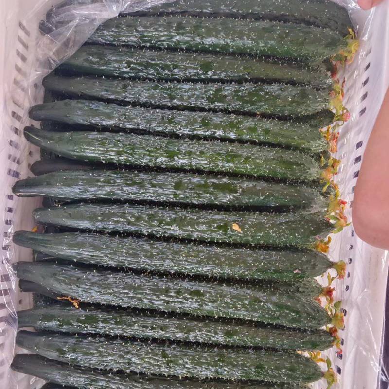滑县毛会军专业实力代收，上下一样质量。精品鲜花带刺