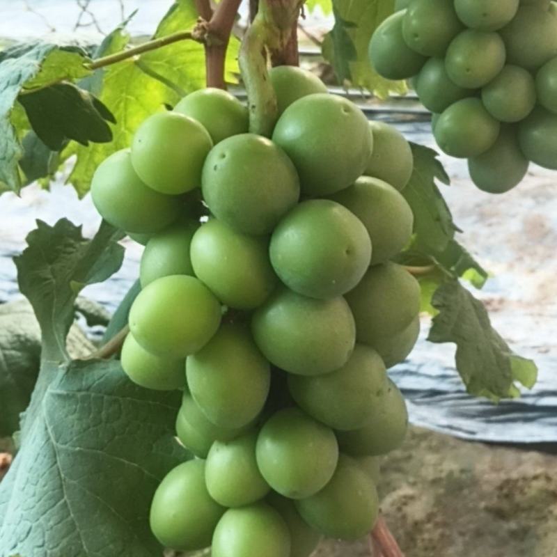 藤稔葡萄马上上市