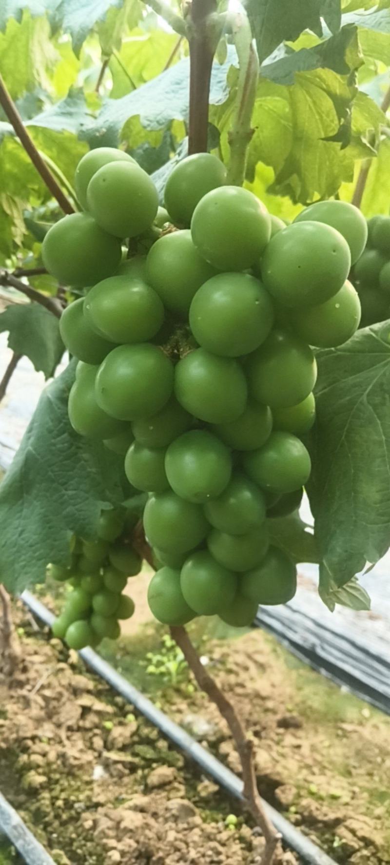 藤稔葡萄马上上市