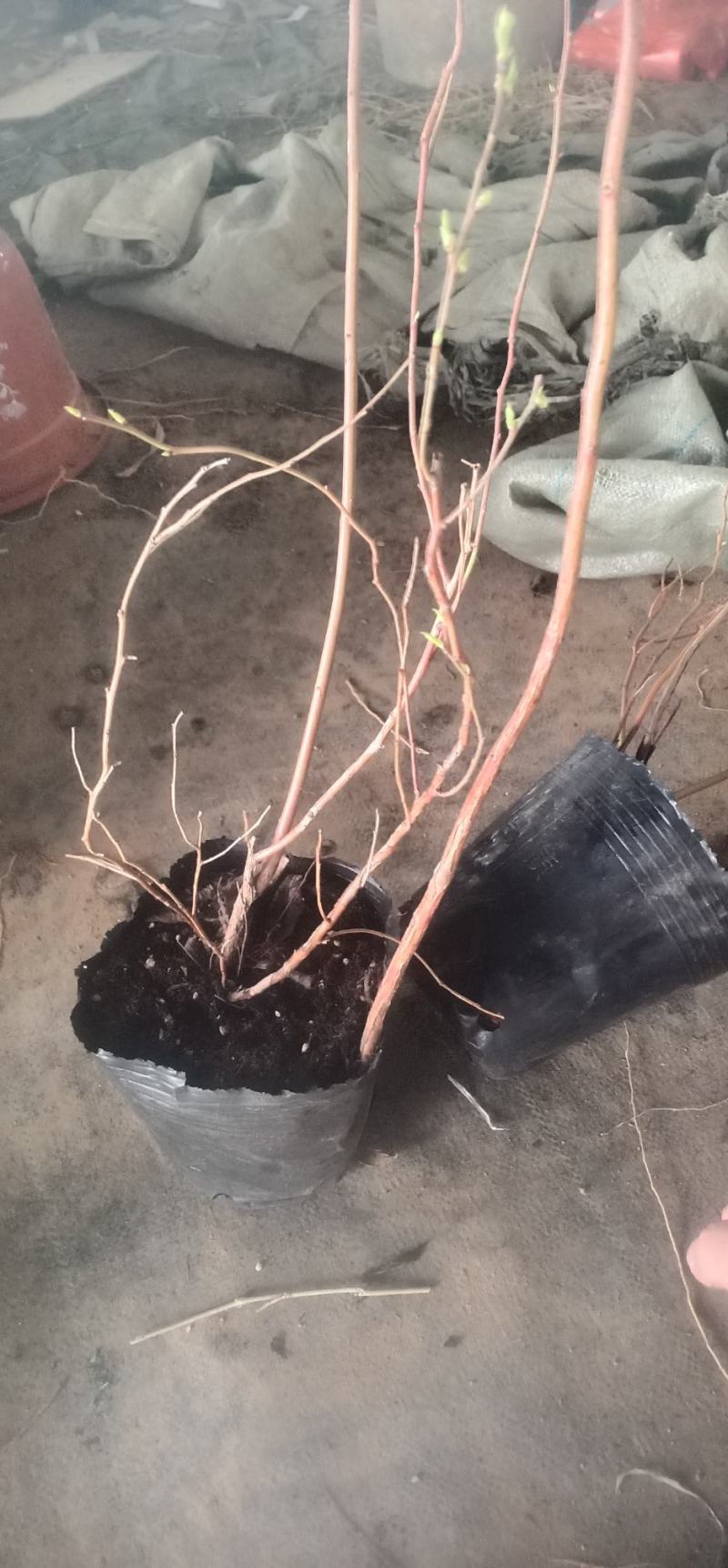 蓝莓树果苗盆栽地栽南北方种植当年结果阳台盆栽树苗