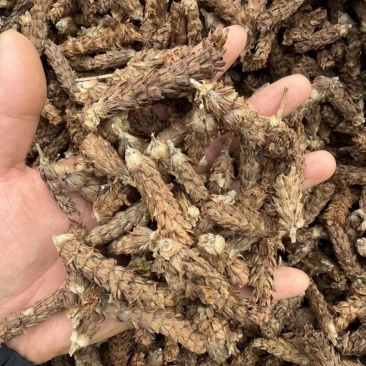 夏枯球精品货质量保证量大从优
