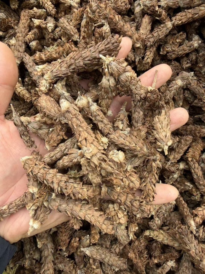 夏枯球精品货质量保证量大从优