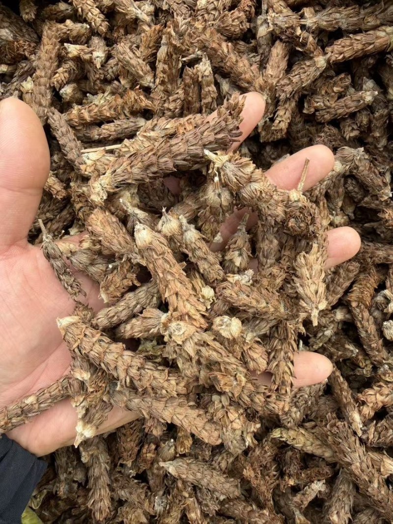 夏枯球精品货质量保证量大从优