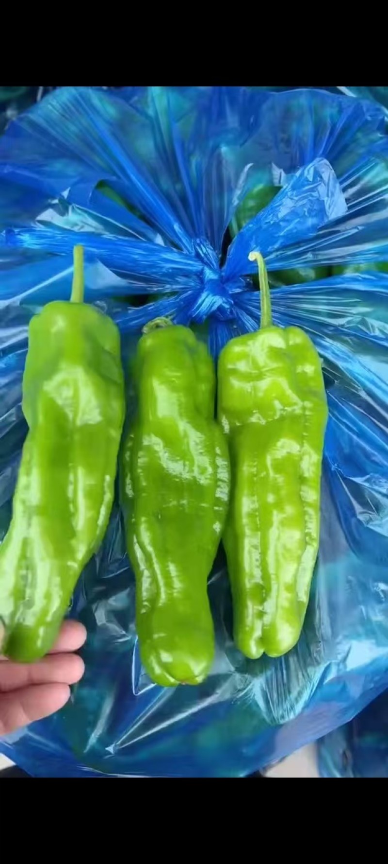 精品薄皮椒