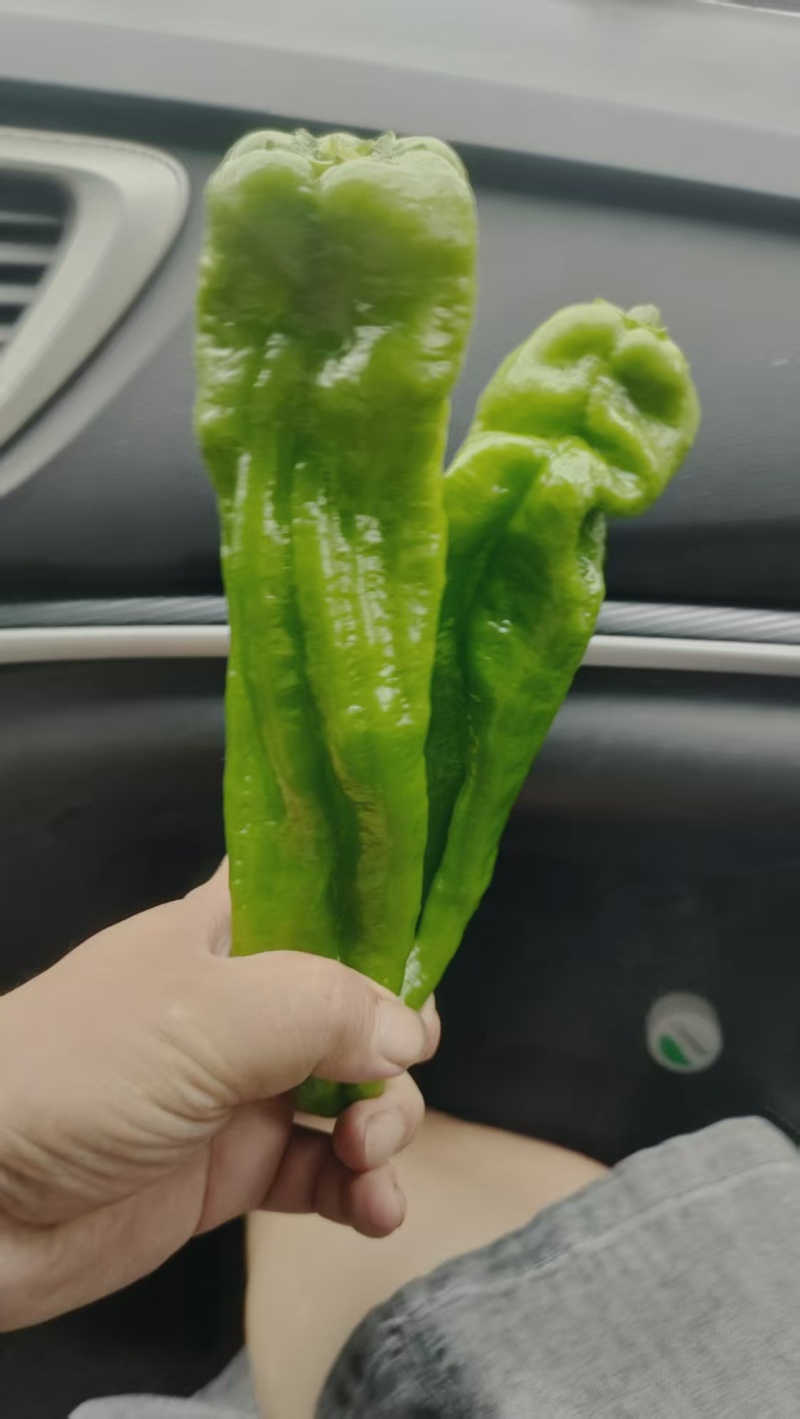 精品薄皮椒