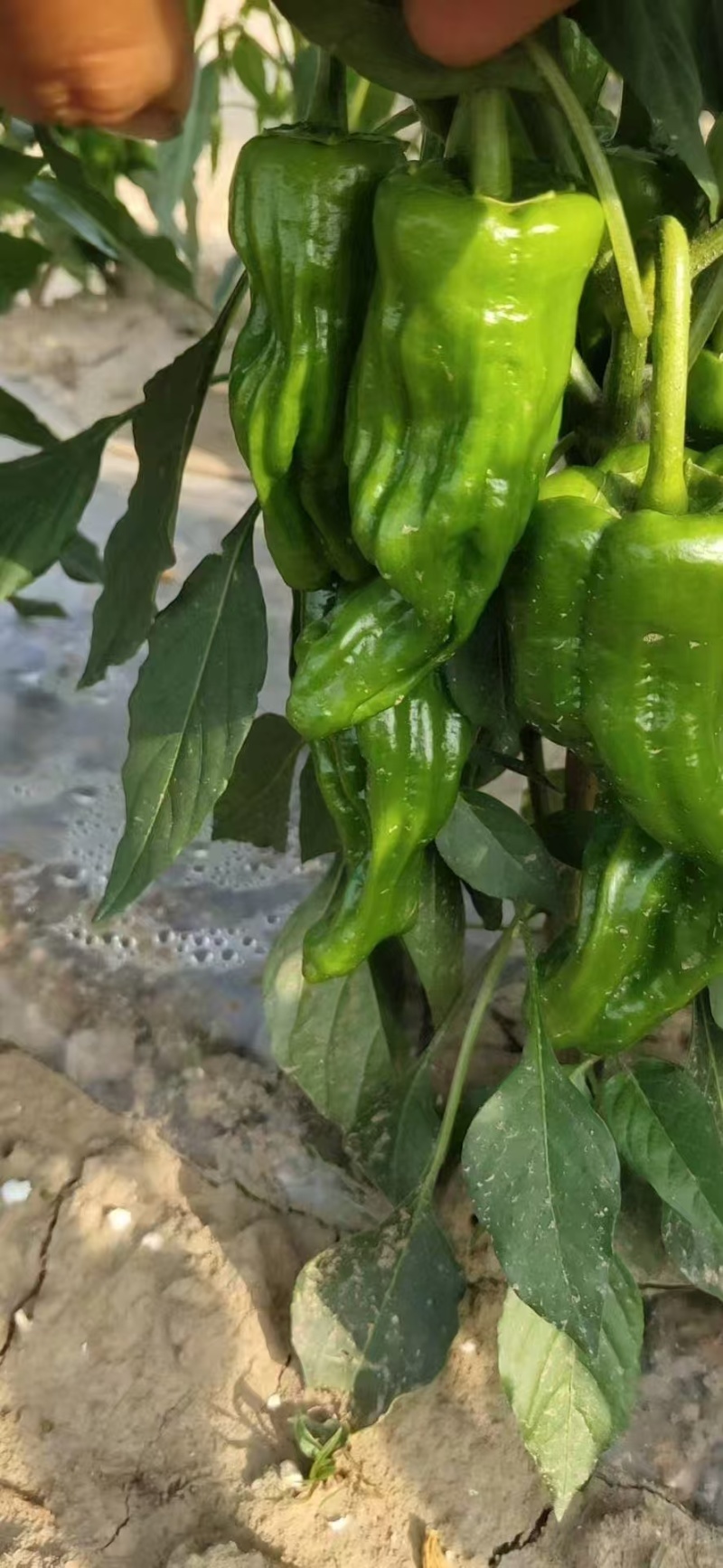 精品薄皮椒