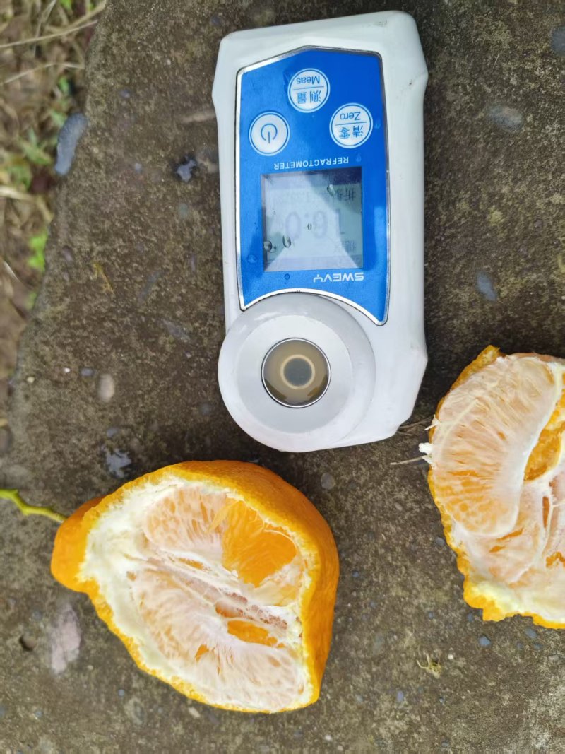 四川丑橘，大量有货，产地一手货源，甜度高，量大优惠，欢迎