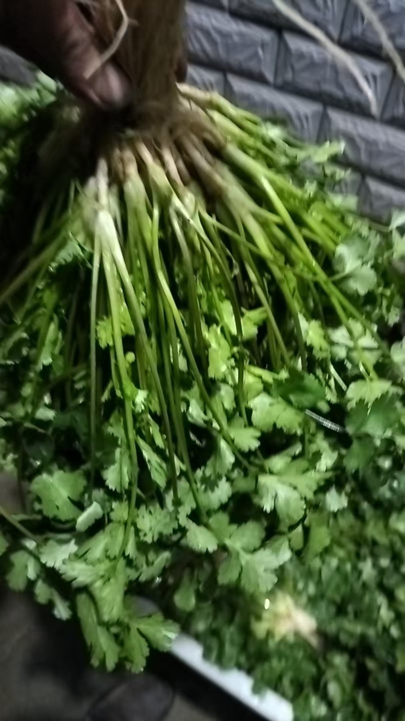 精品香菜，品种齐全，一手货源，产地直发，欢迎咨询订购