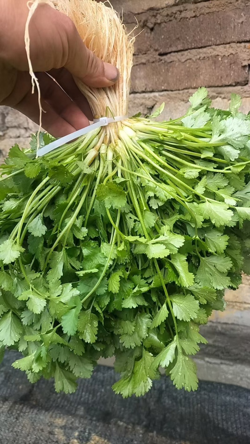 精品香菜，品种齐全，一手货源，产地直发，欢迎咨询订购