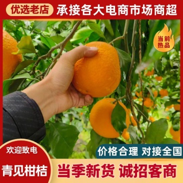 青见柑桔一树果，产地一手货源水分足，甜度高。量大优惠，